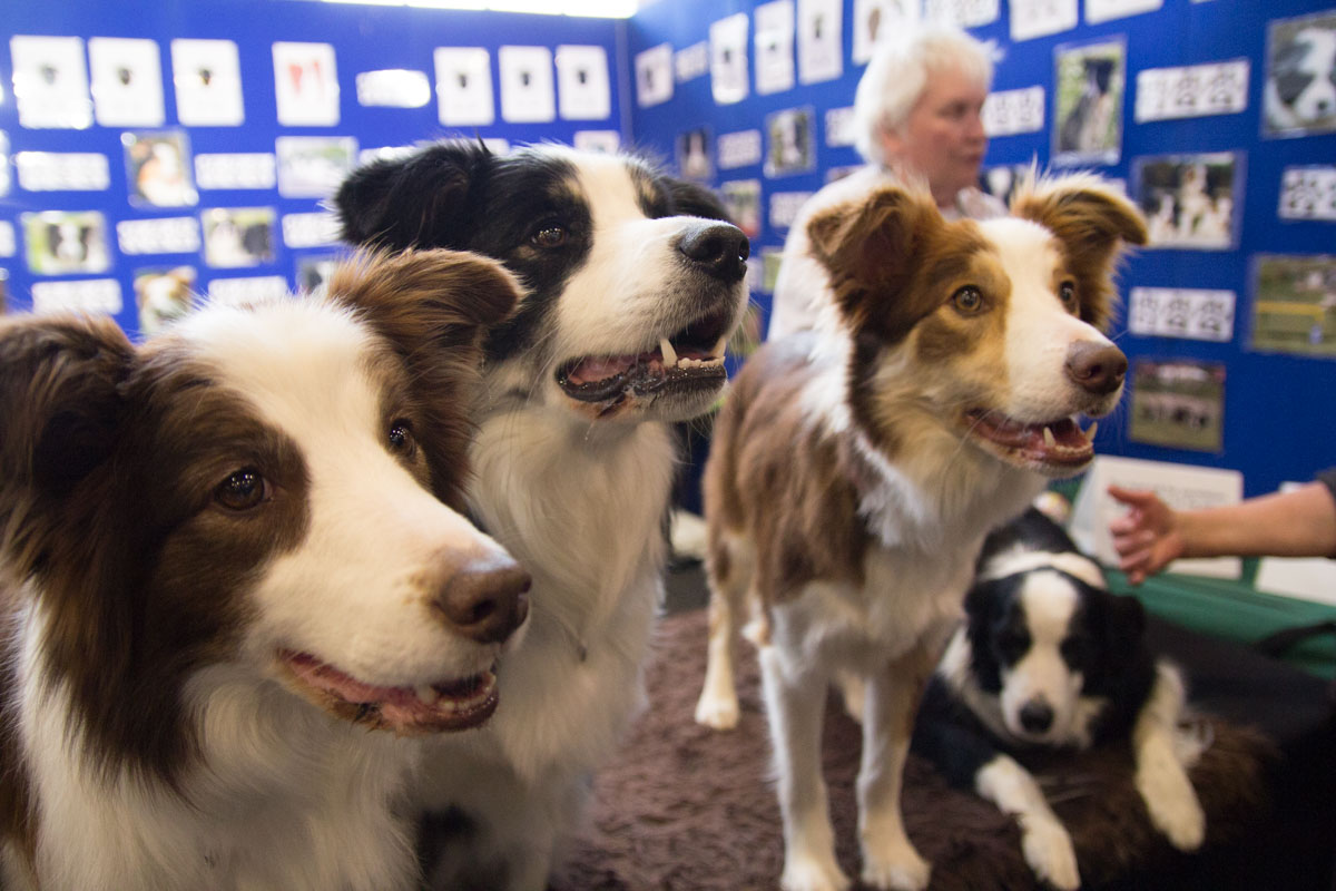 Border collies posing for a photo