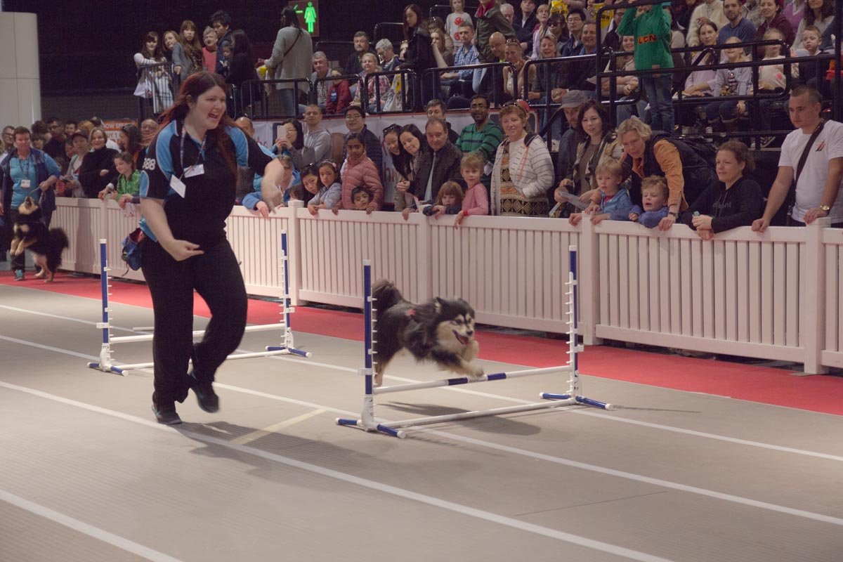 Another dog jumping over a hurdle