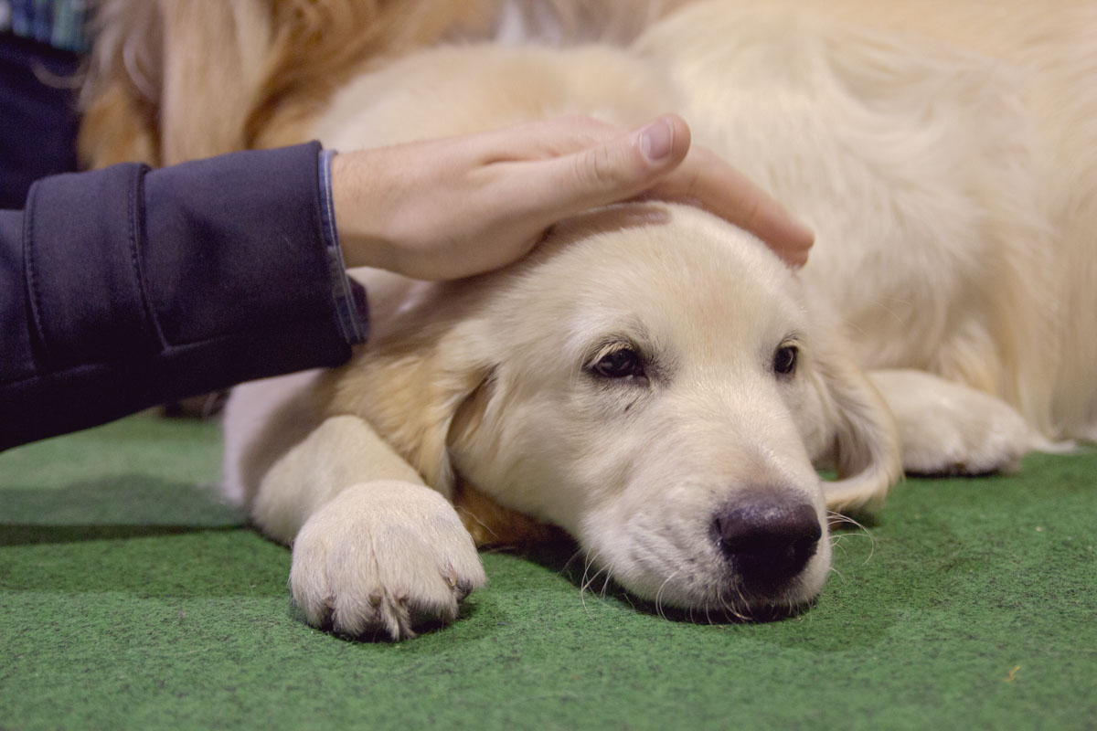 Nick petting a golden retriever