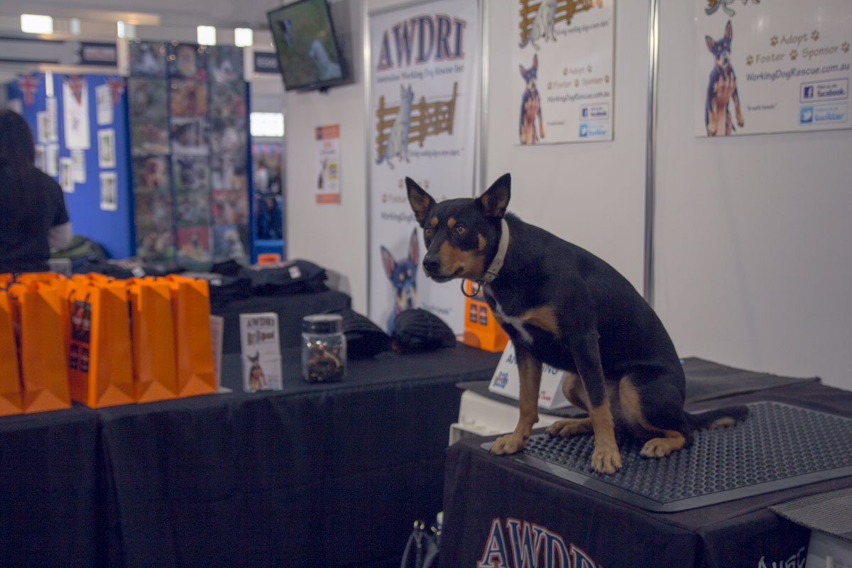 You should have seen this dog on the stall owner’s shoulder!