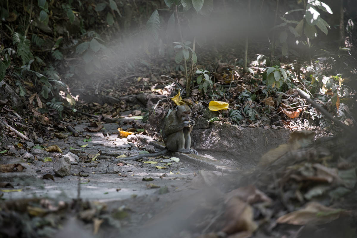 Spying on a monkey through the trees