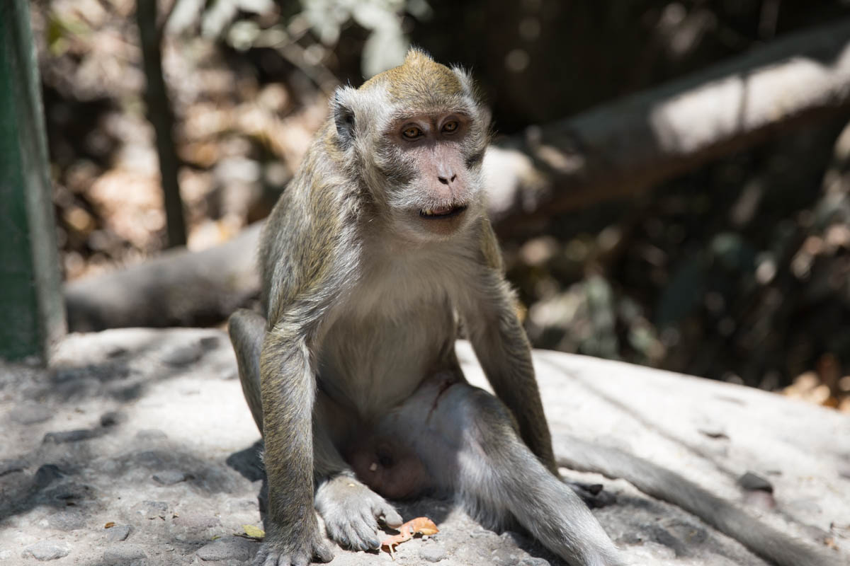 Another close shot of a monkey