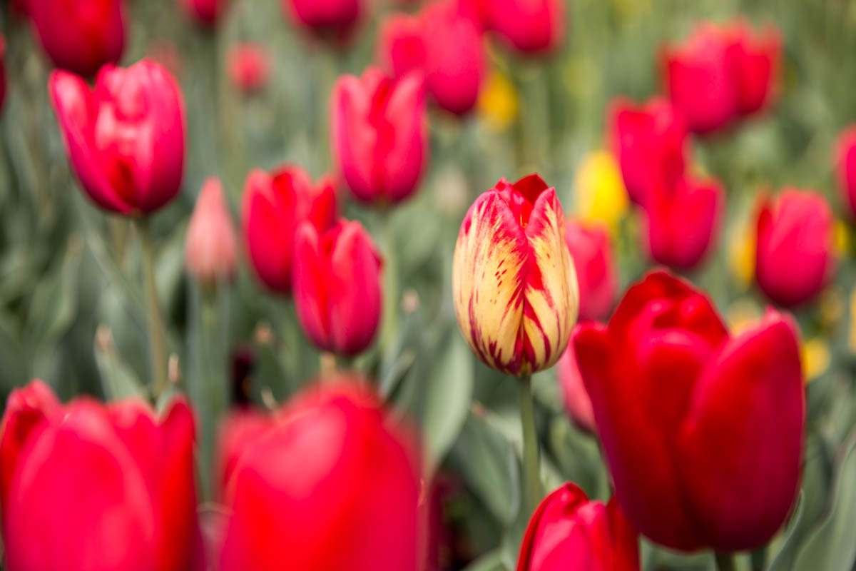 A fiery tulip among the plain reddish ones