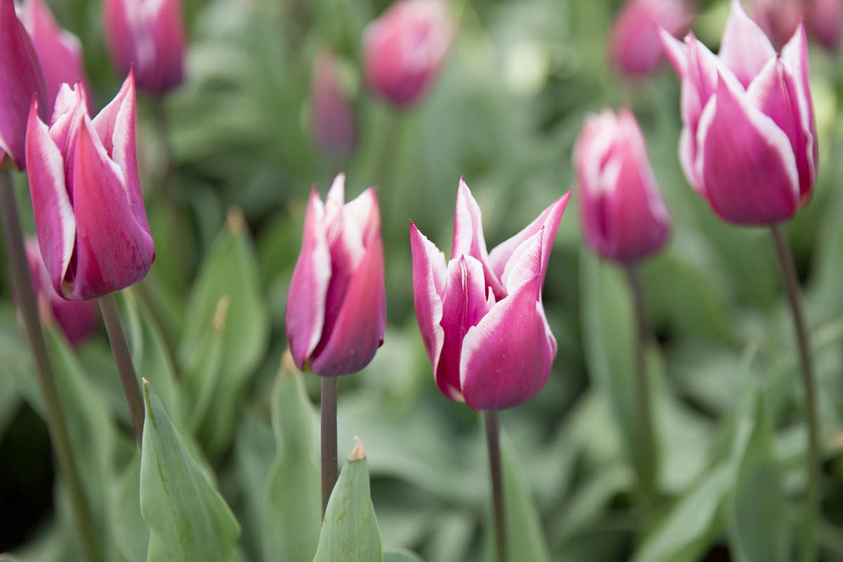 Pointed petals on purple and white tulips
