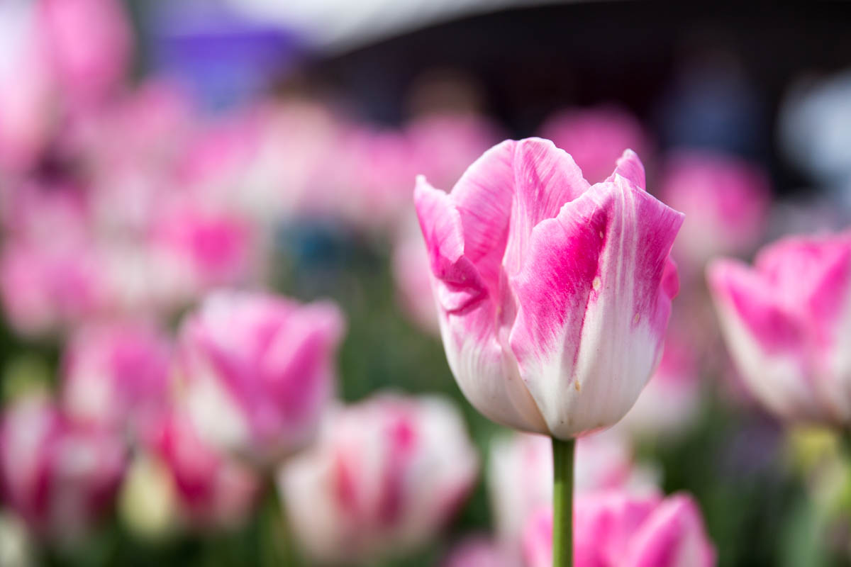 White tulips with pink edged petals