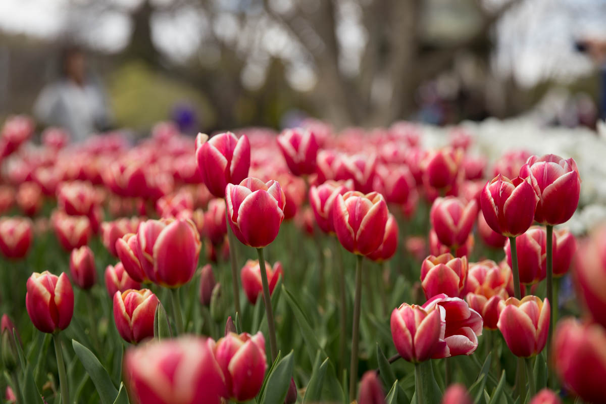 Red-pink tulips
