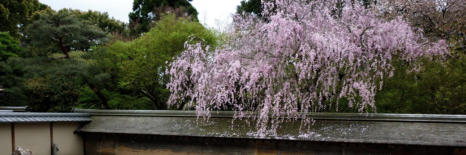 Zen-like flowers